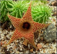 Huernia pillansii 